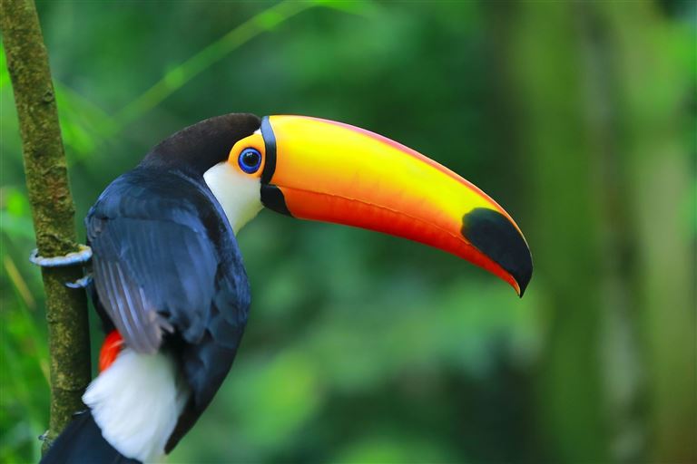 Naturwunder Brasiliens ©agustavop/istock